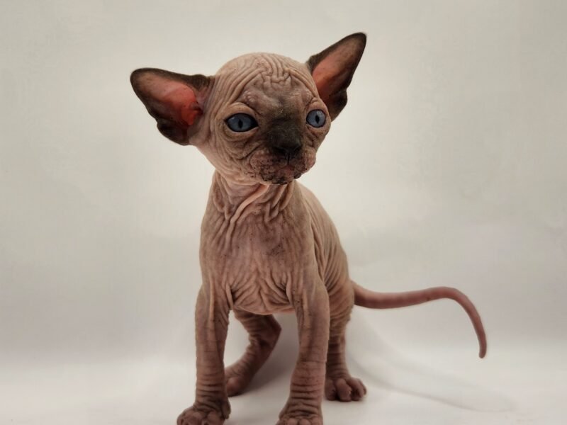 Chatterie Gremlins World