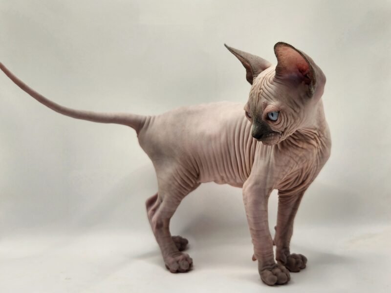 Chatterie Gremlins World