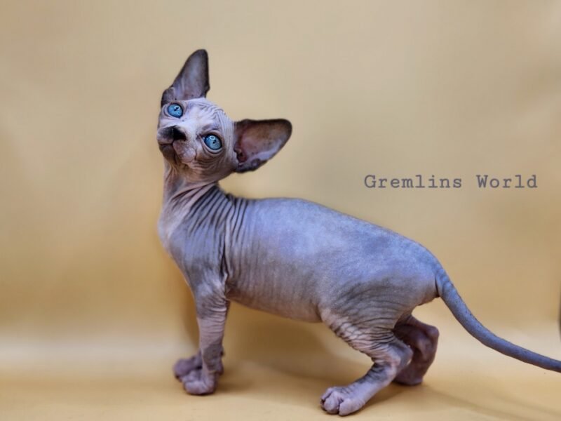 Chatterie Gremlins World