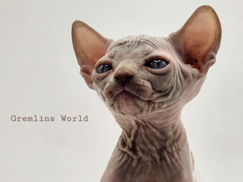 Chatterie Gremlins World