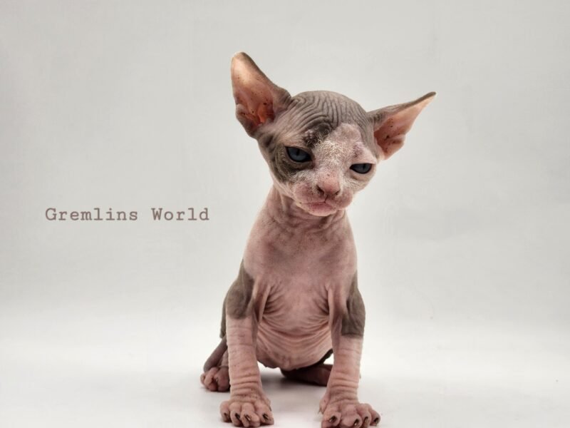 Chatterie Gremlins World