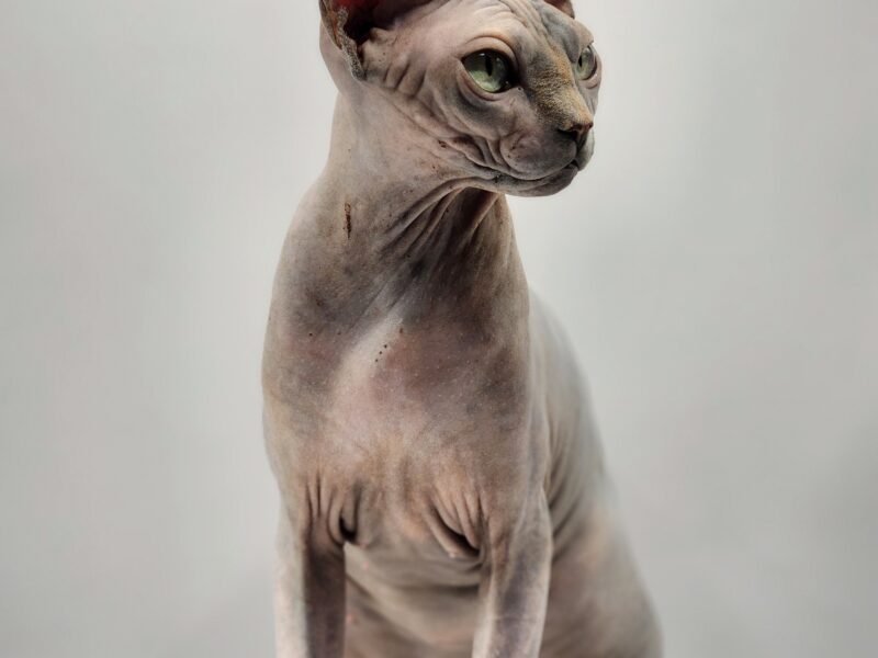 Chatterie Gremlins World