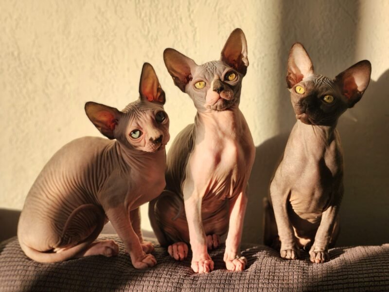 Chatterie Gremlins World