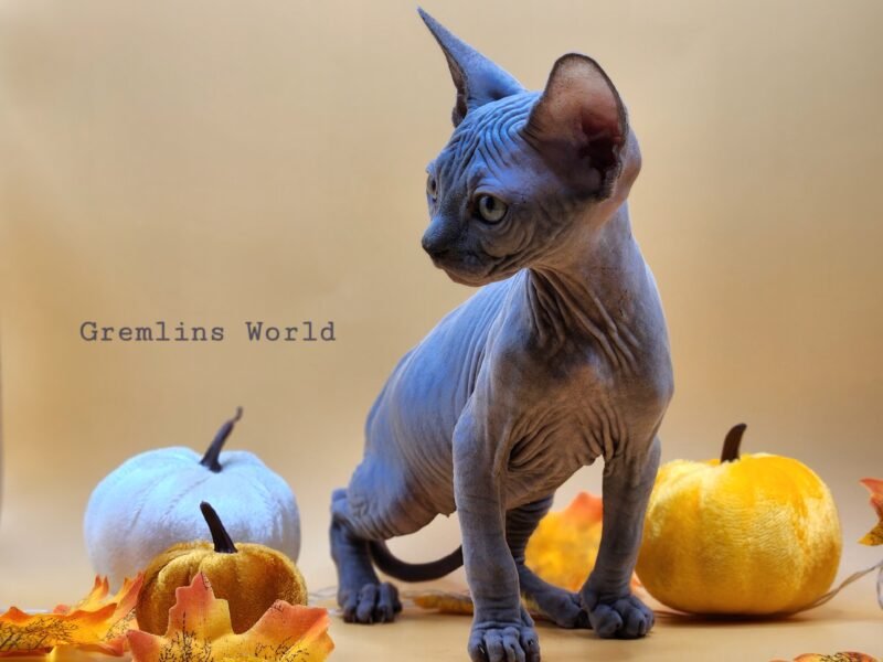 Chatterie Gremlins World