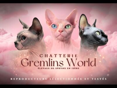 Chatterie Gremlins World