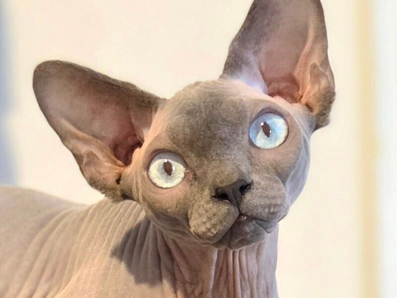 Chatterie Gremlins World