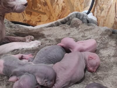 Portée de 5 chatons