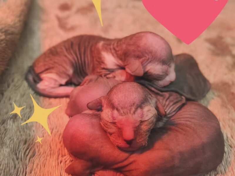 Portée de 6 chatons