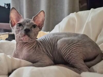 Femelle bleue tortie