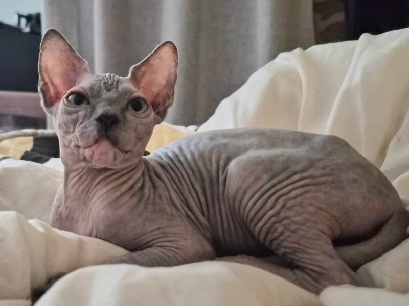 Femelle bleue tortie