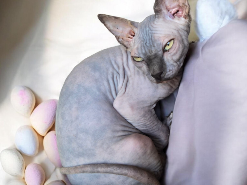 Chatterie du chemin des fées